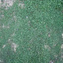 grass012