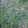grass011